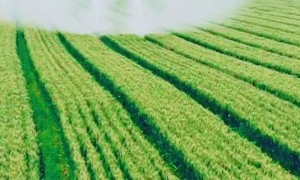 十年变迁：植保无人机成现代农业标配，2025 年选购要点与经验分享